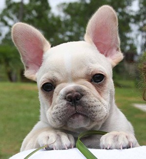 McShane bought a French bulldog from new Wildcats team-mate Danny Kirmond. ©FrenchieFever