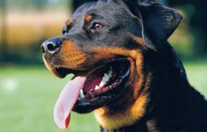 Walmsley grew up with a Rottweiler and prefers dogs to cats.