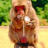 TheSnowmonkey
